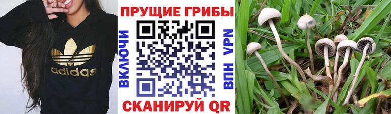 Галлюциногенные грибы Magic Shrooms  Юрьев-Польский 